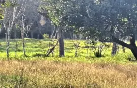 Land for rent near Natá., Nata