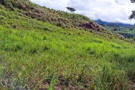 Se alquila finca con pasto mejorado, Nata, $ 1