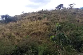 Se alquila finca con pasto mejorado, Nata, $ 1