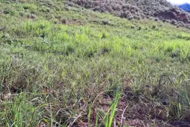 Se alquila finca con pasto mejorado, Nata, $ 1