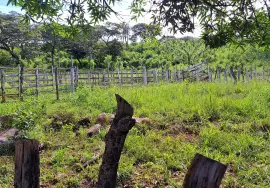 Versteigerung einer 61 Hektar großen Finca, Nata