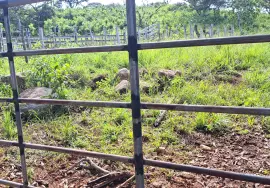 For rent for renewable project, Nata